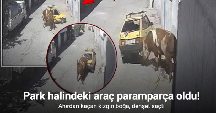 Ahırdan kaçan kızgın boğa, hırsını otomobilden çıkarttı