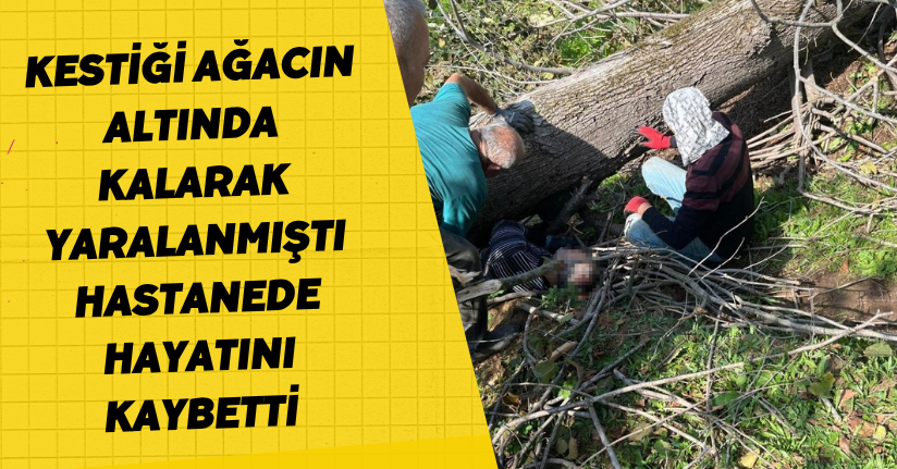 Kestiği ağacın altında kalarak yaralanmıştı, hastanede hayatını kaybetti