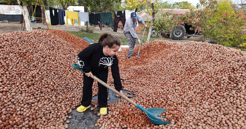 Devletten 49 yıllığına bedelsiz kiralanan arazilerde ceviz bereketi