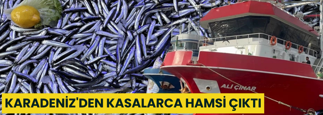 Karadeniz'den Kasalarca Hamsi Çıktı