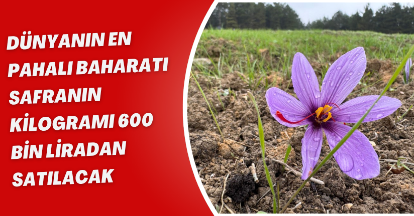 ’Dünyanın en pahalı baharatı’ safranın kilogramı 600 bin liradan satılacak