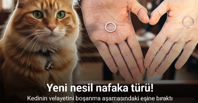 Yeni nesil nafaka türü: Kedinin velayetini boşanma aşamasındaki eşine bıraktı