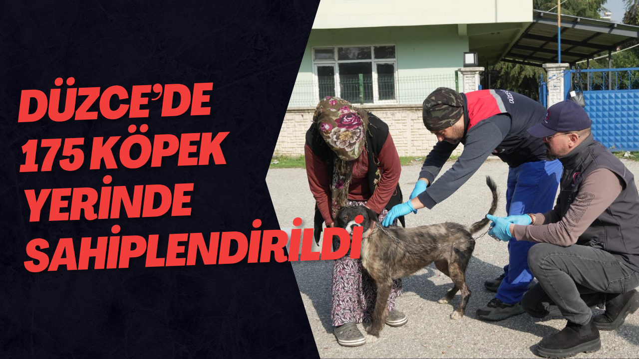 Düzce’de 175 Köpek Yerinde Sahiplendirildi