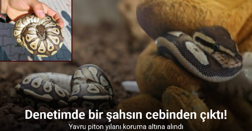 Konya’da bir şahsın cebinden çıkan yavru piton yılanı koruma altına alındı