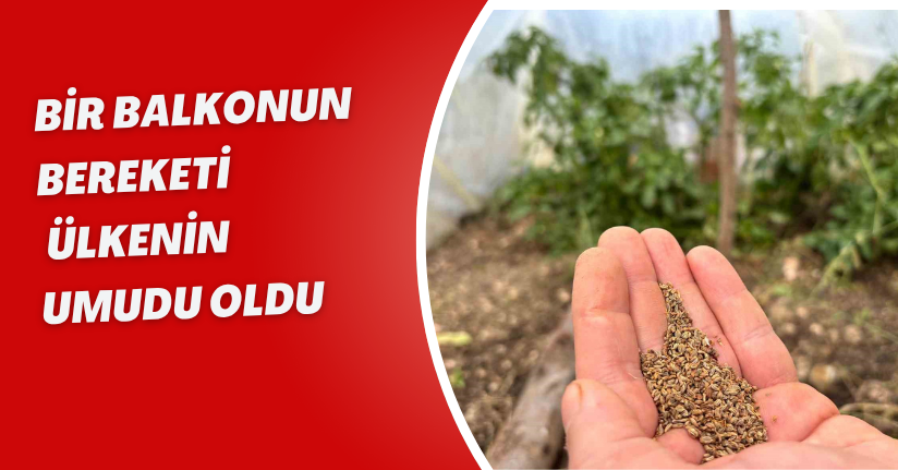 Bir balkonun bereketi, ülkenin umudu oldu
