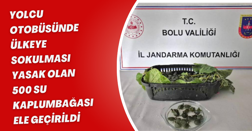 Yolcu otobüsünde ülkeye sokulması yasak olan 500 su kaplumbağası ele geçirildi