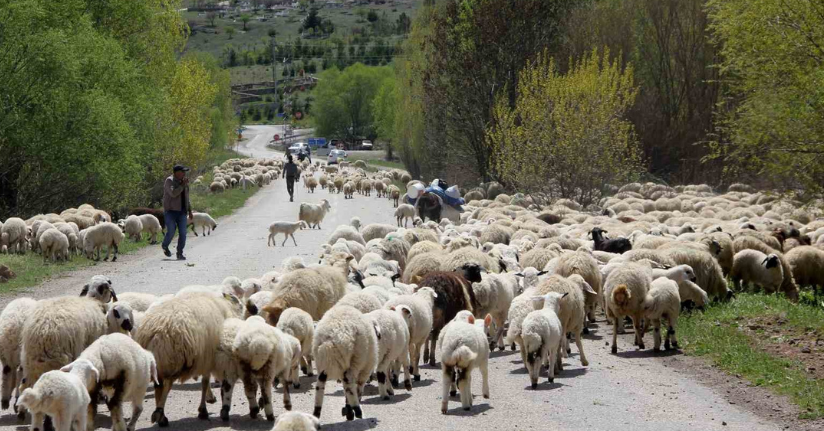 Yayla mesaisini tamamlayan Doğu Anadolu’daki göçerler dönüş yolunda
