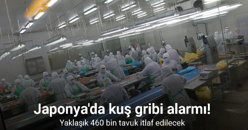Japonya'da kuş gribi alarmı: Yaklaşık 460 bin tavuk itlaf edilecek