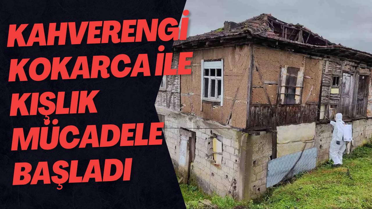 Kahverengi Kokarca ile Kışlık Mücadele Başladı