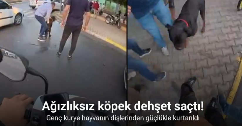 Sokakta ağızlıksız gezdirilen ’Rottweiler’ cinsi köpek dehşet saçtı... O anlar kamerada