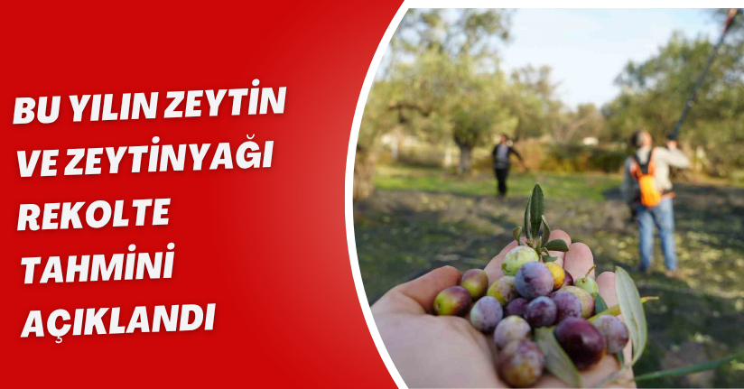 Bu yılın zeytin ve zeytinyağı rekolte tahmini açıklandı
