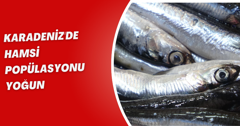 Karadeniz'de hamsi popülasyonu yoğun