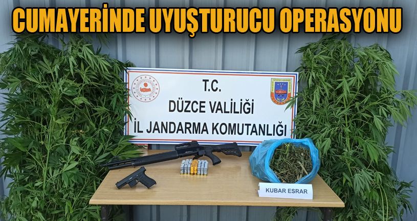 Cumayeri’nde yasa dışı kenevir operasyonu