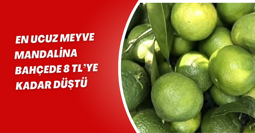 En ucuz meyve: Mandalina bahçede 8 TL’ye kadar düştü