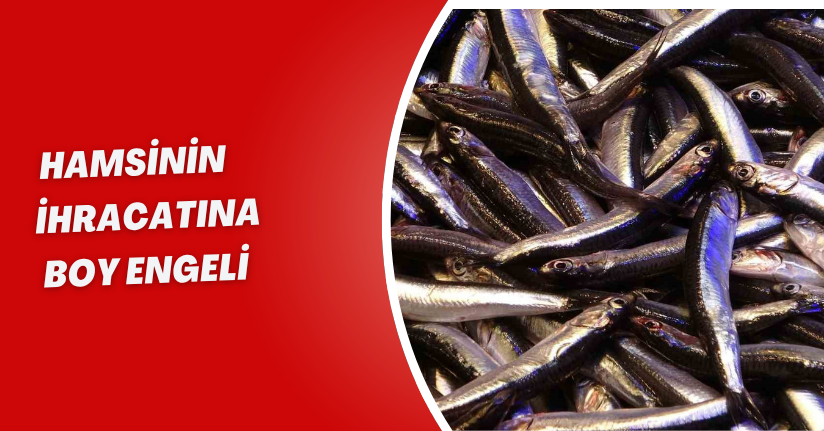 Hamsinin ihracatına boy engeli