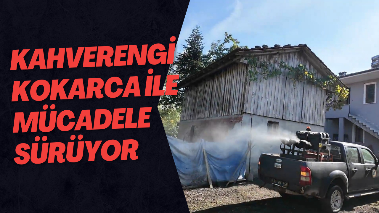 Kahverengi Kokarca İle Mücadele Sürüyor