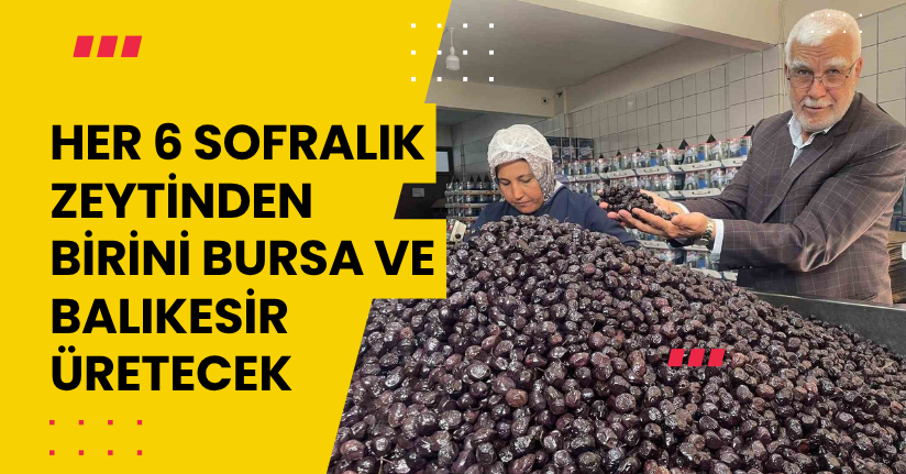 Her 6 sofralık zeytinden birini Bursa ve Balıkesir üretecek