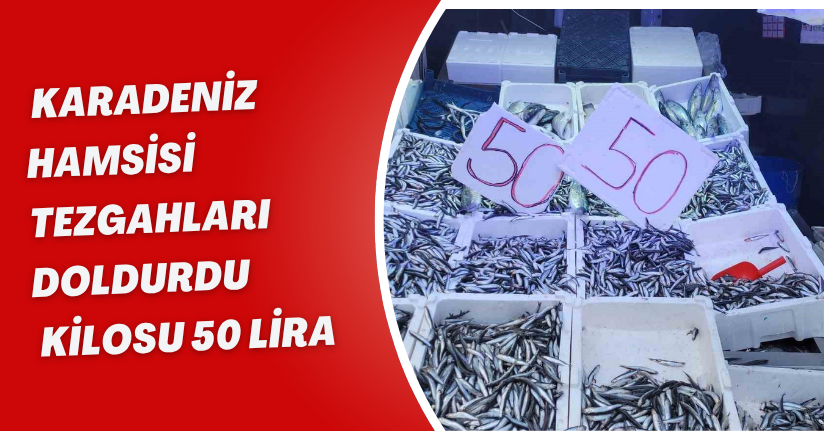 Karadeniz hamsisi tezgahları doldurdu: Kilosu 50 lira