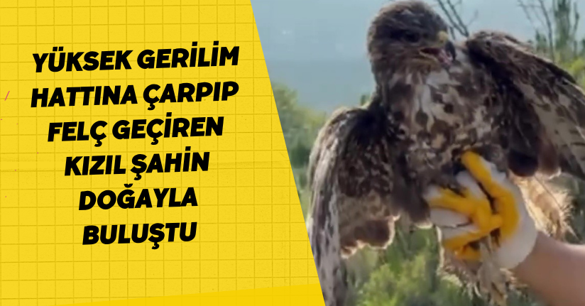 Yüksek gerilim hattına çarpıp felç geçiren kızıl şahin doğayla buluştu