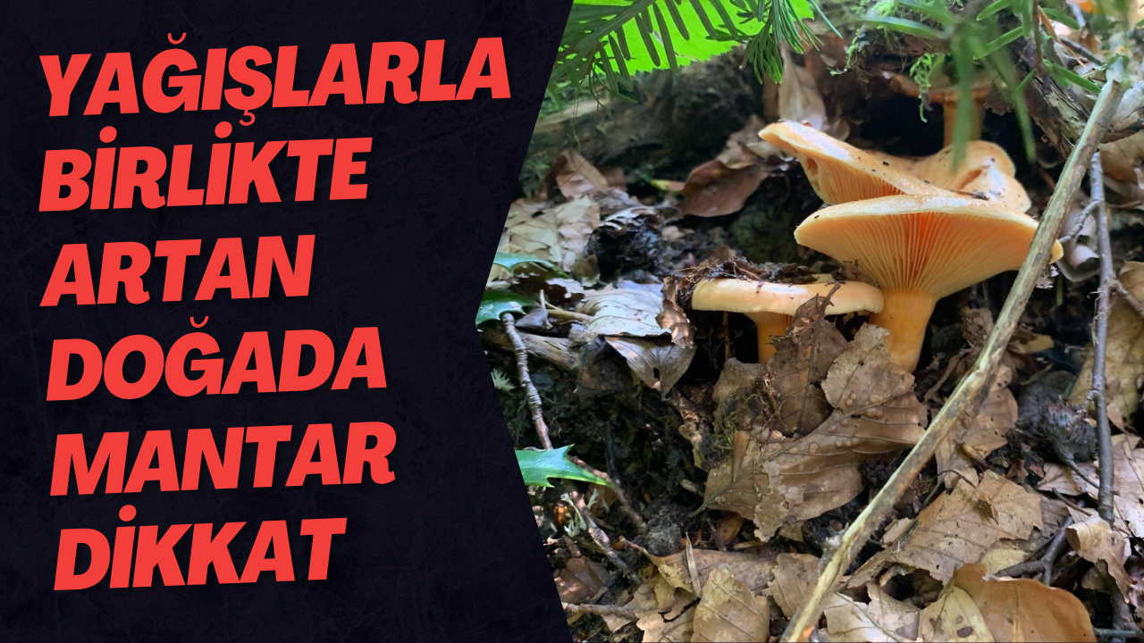 Yağışlarla Birlikte Artan Doğada Mantar Dikkat