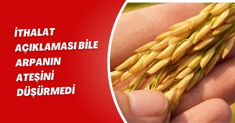 İthalat açıklaması bile arpanın ateşini düşürmedi