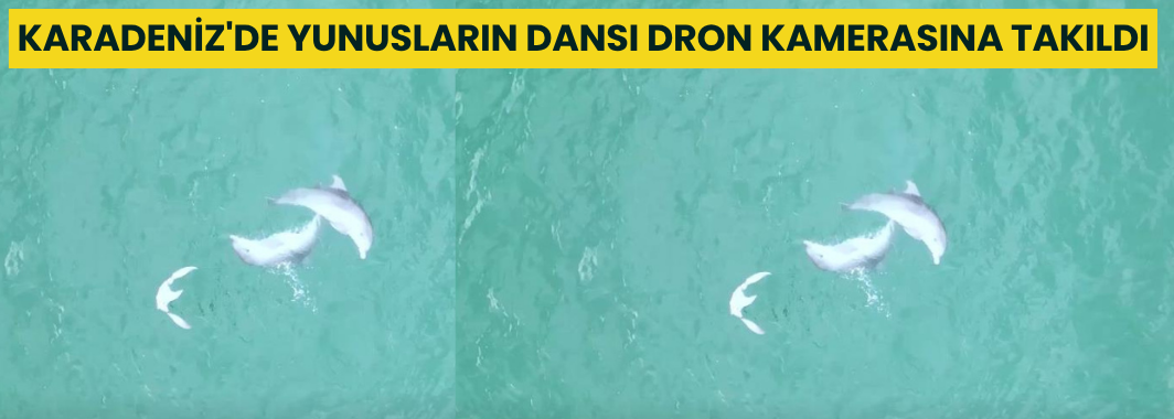 Karadeniz'de Yunusların Dansı Dron Kamerasına Takıldı