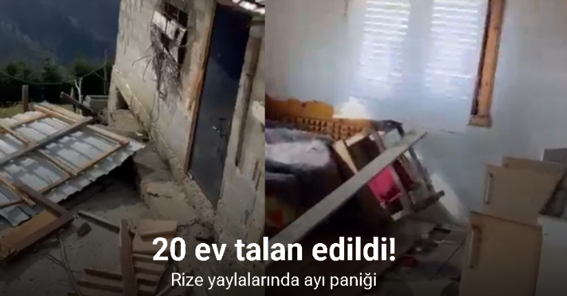 Rize yaylalarında ayı paniği: 20 ev talan edildi