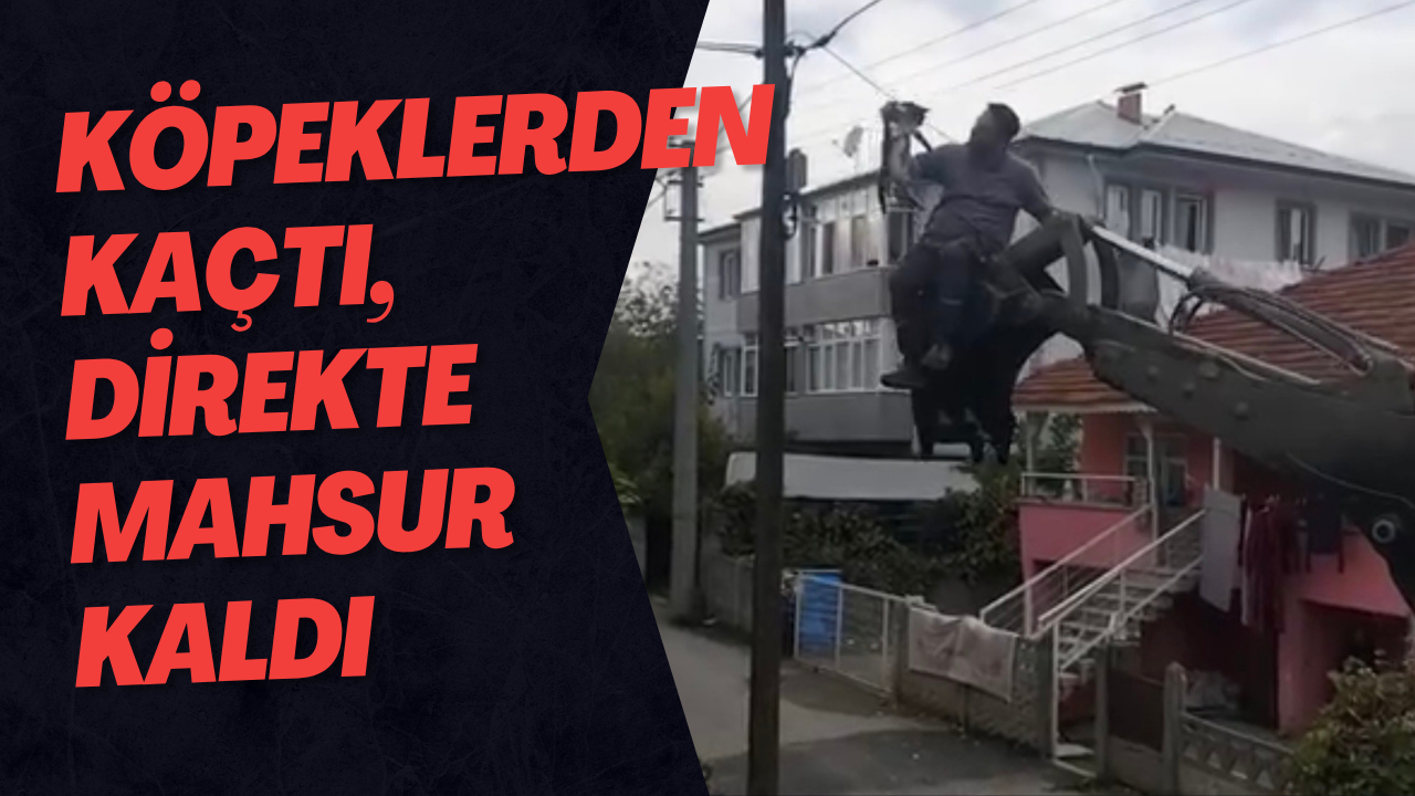 Köpeklerden Kaçtı, Direkte Mahsur Kaldı
