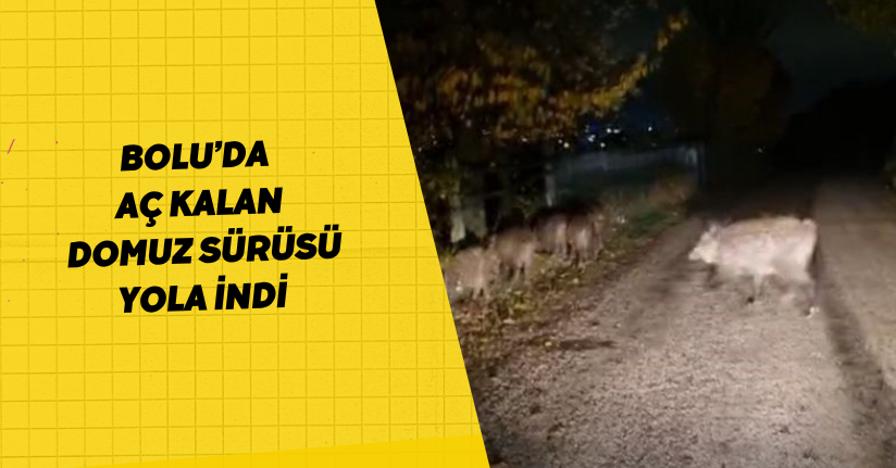 Bolu’da aç kalan domuz sürüsü yola indi