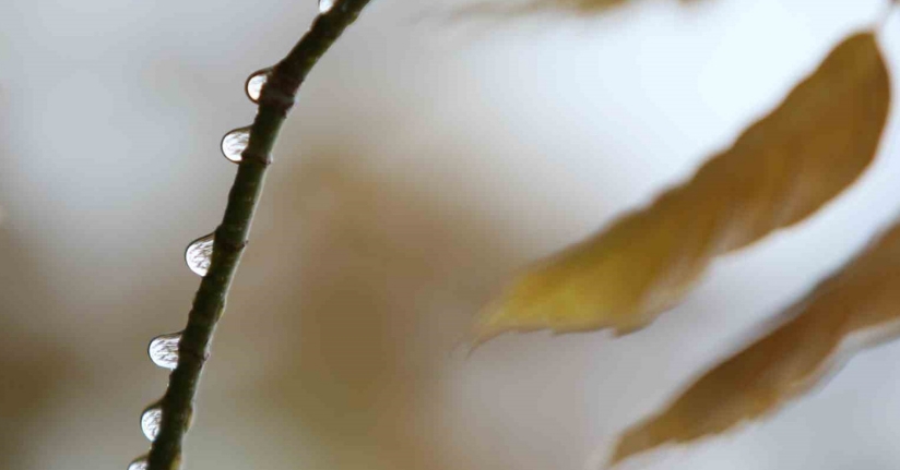 Bursa’da 2 günlük yağışlar ekim ayını kurtardı