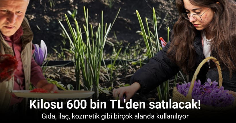 AB tescilli safranın hasadı sürüyor