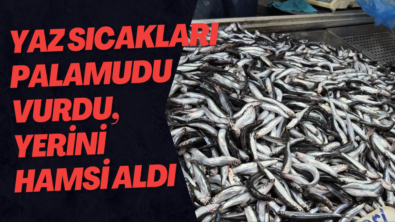 Yaz Sıcakları Palamudu Vurdu, Yerini Hamsi Aldı