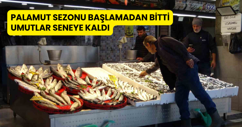 Palamut sezonu başlamadan bitti, umutlar seneye kaldı
