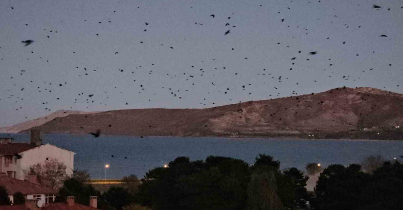 Tatvan’da gökyüzü kargalarla karardı