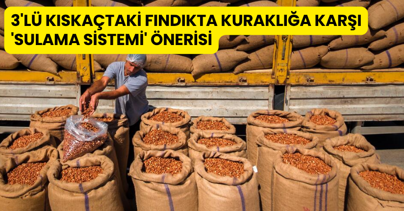 3'lü kıskaçtaki fındıkta kuraklığa karşı 'sulama sistemi' önerisi