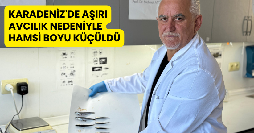 Karadeniz'de aşırı avcılık nedeniyle hamsi boyu küçüldü