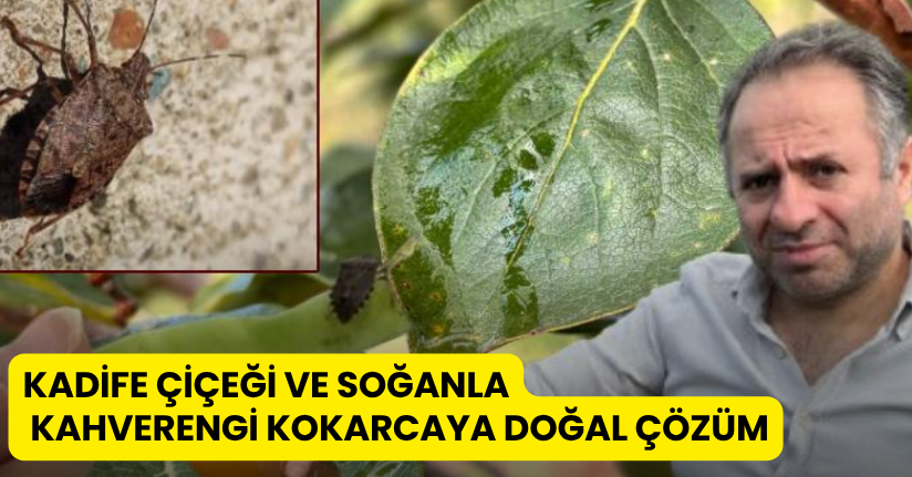 Kadife çiçeği ve soğanla kahverengi kokarcaya doğal çözüm