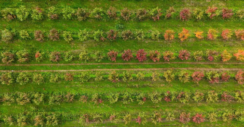 Sonbaharın renk cümbüşü Uludağ eteklerinde