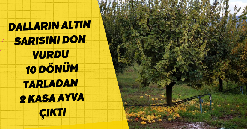 Dalların altın sarısını don vurdu: 10 dönüm tarladan 2 kasa ayva çıktı