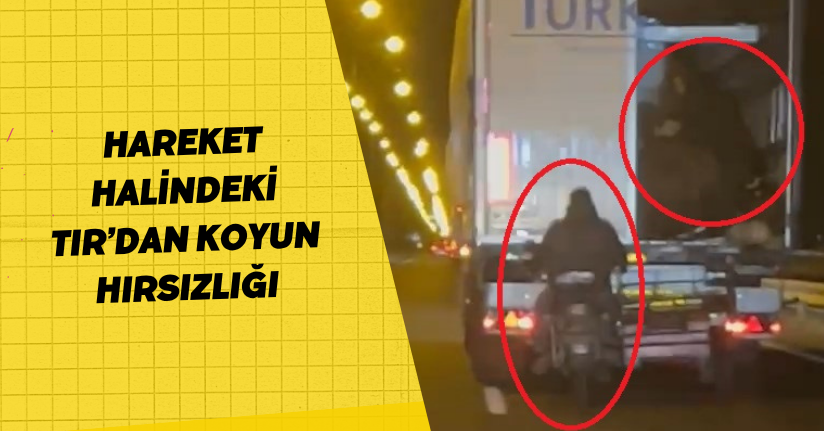 Hareket halindeki TIR’dan koyun hırsızlığı 