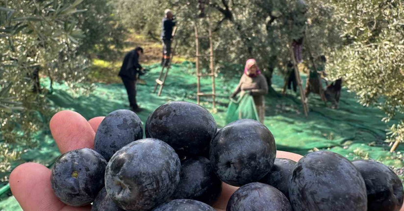 İsviçre sofralarını süsleyen zeytinde bu yıl kalite yüksek