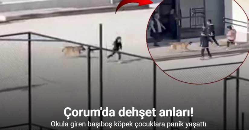 Okul bahçesine giren köpek çocuklara büyük panik yaşattı: O anlar kameraya yansıdı