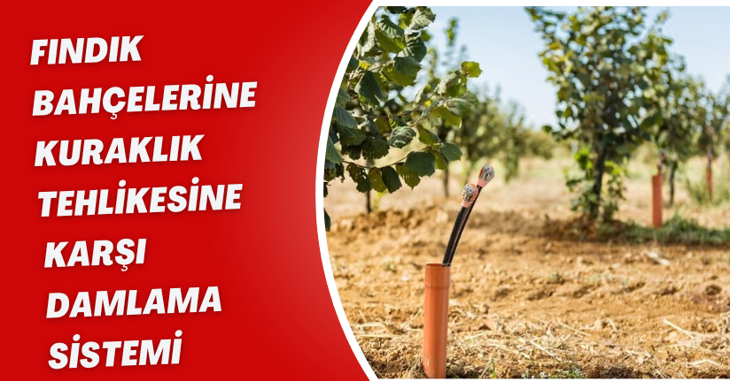 Fındık bahçelerine kuraklık tehlikesine karşı damlama sistemi