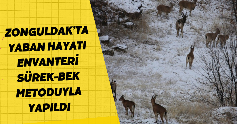 Zonguldak’ta Yaban Hayatı Envanteri 