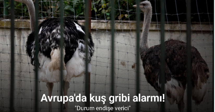 Avrupa'da kuş gribi alarmı!