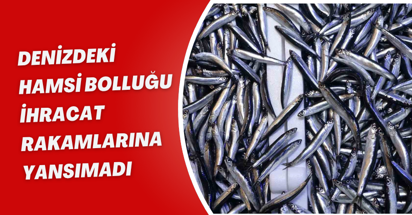 Denizdeki hamsi bolluğu ihracat rakamlarına yansımadı
