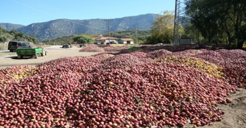 Eğirdir köylerinde elma tepeleri