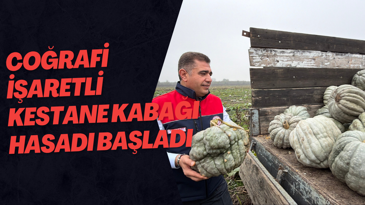 Coğrafi İşaretli Kestane Kabağı Hasadı Başladı
