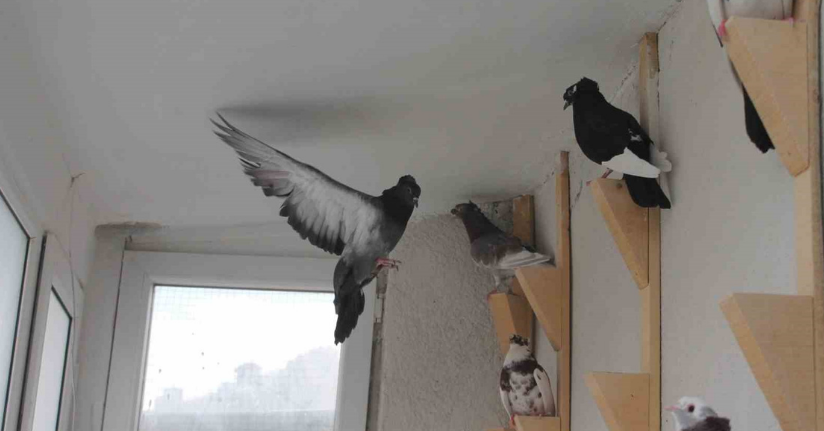 Türk fısıldayıcısı Bayburt Güvercini sesiyle büyülüyor