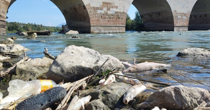 Ceyhan Nehri’ndeki toplu balık ölümlerinin nedeni ağır metal çıkmadı